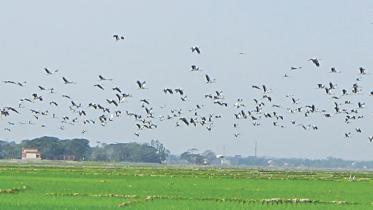 Winter birds Hakaluki Haor.jpg