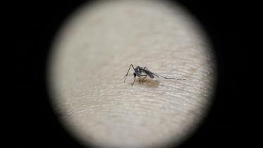 Zika-virus-wb.jpg