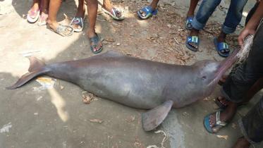 Ganges river dolphin