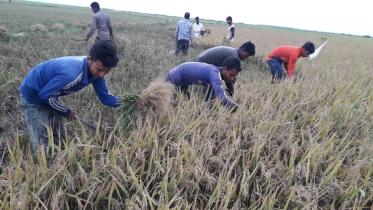 Bangladeshi Farmers hurriedly harvest paddy