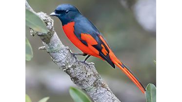 minivet.jpg