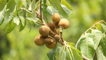 longan-fruit-chapainawabganj.jpg