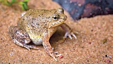 new-frog-bangladesh.jpg