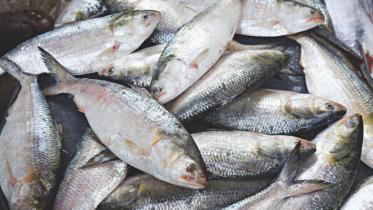 hilsa_9.jpg