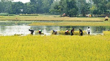 Price of finer paddy goes up