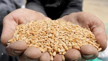 India resumes wheat export