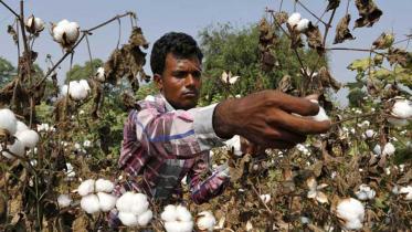 Cotton use likely to remain unchanged