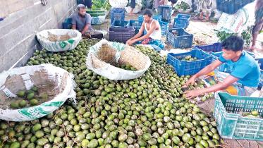 hog plum prices down