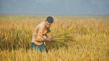 aman cultivation