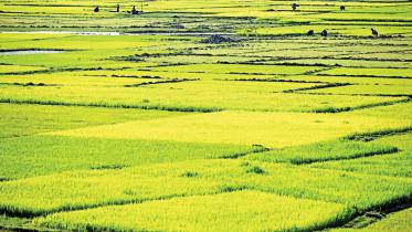  hybrid rice cultivation