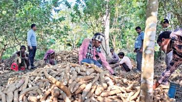 cassava-cultivation-1.jpg