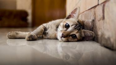 Tips to take care of your elderly pets