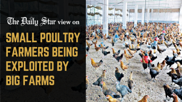 small poultry farmers being exploited by big farms