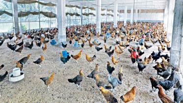 Poultry industry.jpg