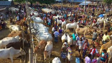 cattle markets for Eid-ul-Azha 2024