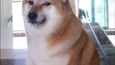 Cheems Doge 
