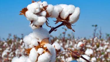Cotton import likely to drop