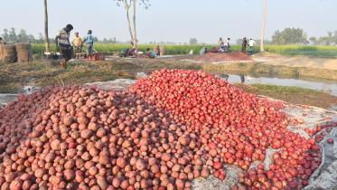 potato price in bangladesh