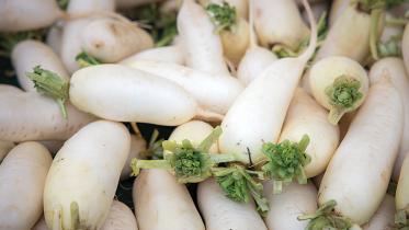 radish.jpg