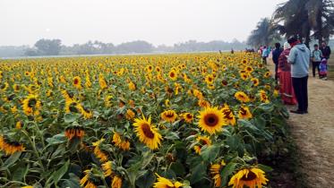 sunflower-wonderland-1.jpg