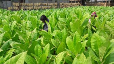 tobacco-cultivation-1.jpg
