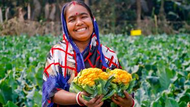 golden-cauliflowers-khulna.jpg