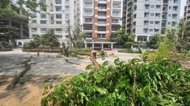 Felling trees, rising temperatures: Dhaka's environmental wake-up call