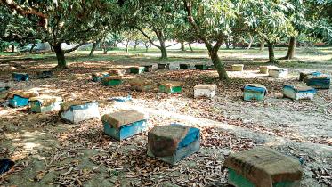 beehive-boxes-pabna.jpg