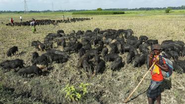 2._rakhals_with_their_herd_of_pigs_gopalganj_2016._photo.philip_gain.jpg