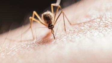 Battling dengue: Simple steps to stay safe during the outbreak                     pexels-jimbear-2382223.jpg