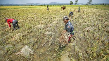 ed_1_option_1_gumai-beel-crop-harvesting_rajib_raihan.jpg