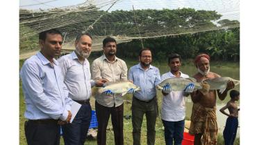 patuakhali fish farming