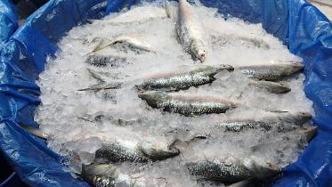 hilsa fish price hike