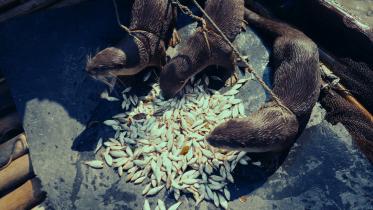 Why Narail’s otter‑fishing tradition could disappear forever