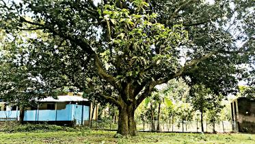 mango-tree.jpg