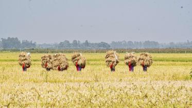 new rice varieties approved in bangladesh
