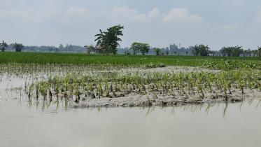 lalmonirhat_flood-01.jpg