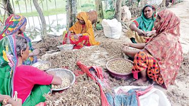 rangpur-peanuts-farming-01.jpg