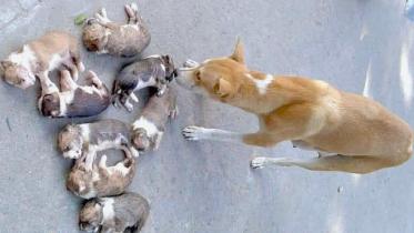 Dog mother weeping for babies.jpg