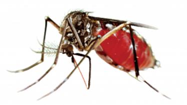 Dengue 
