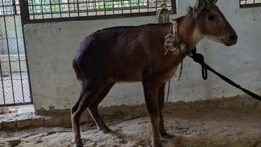 Rare red serow rescued.jpg