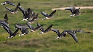 Migratory species-UN.jpg