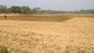 Haor boro cultivation at risk.jpg