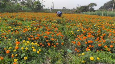 Florists see hope in flower cultivation.jpg