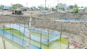 The intense heat wave disrupting the production of fry Renu and fingerlings in Jashore.jpg