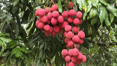 Bijoynagar litchi.jpg