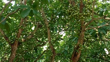 Narsingdis Latkon yield halves_a13e.jpg