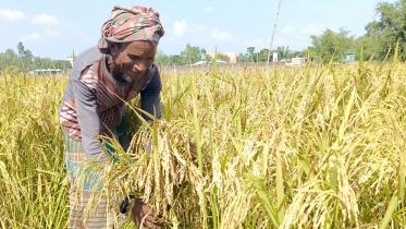 Teesta Irrigation Project brings bumper Boro harvest_ce0e.jpg