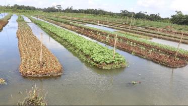 Agriculture _d51d.jpg