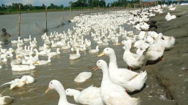 Floating duck farming.jpg